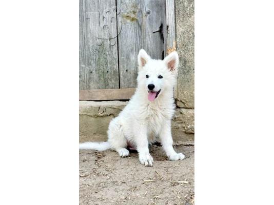 Μακρυμάλλης Swiss Shepherd, αρσενικά κουτάβια